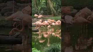 Flammands Roses