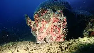 Warty Frog Fish Dauin