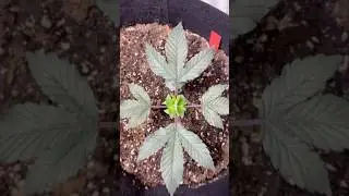 5 days after topping #trending #cannabiseducation