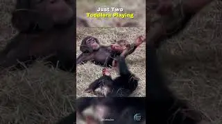 Adorable Chimps Are Just Like Toddlers 🐵