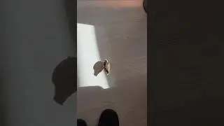 This tiny mini quail loves people&hellip; too cute to handle 🐥💛