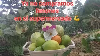 Tres variedades de limón en clima frío 