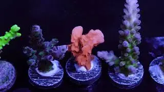 Orange Setosa - Frag 1