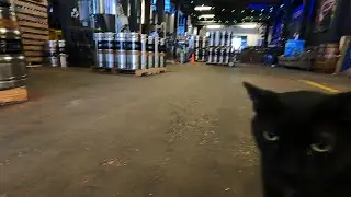 Feline force helps tackle Chicago rat problem