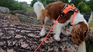 A walk with a Cavalier king Charles spaniel