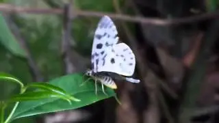 Forest moth