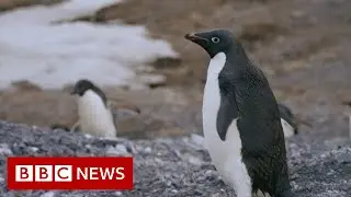 How Antarctic penguins are revealing climate change - BBC News