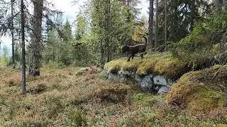 North Karelian barbet in the terrain of North Karelia 2