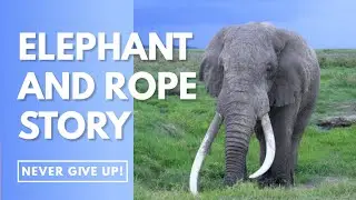 Elephant and Rope Story | Elephant Rope Mindset  | #shorts