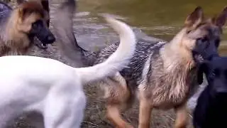 German Shepherds and Labrador Swimming
