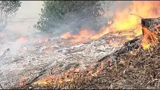 Prescribed burning in karri forest