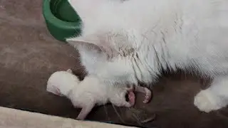 Mother cat and her newborn kitten. The kitten was born with problems with its hind legs.