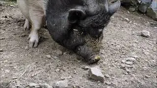 Bergtierpark Erlenbach