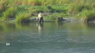 2017-08-18: 808 fishing in the lower river (explore.org)