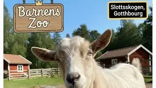 Meeting Rare J&auml;mtland Goats at Slottsskogen! In Gothenburg Sweden 🇸🇪🐐