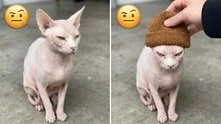 Get out of my house! 😺 Funny video with cats and dogs! 🍋 Funniest Animals 2025