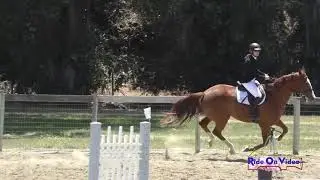 150S Erin Gates on Diagon Alley SR Beginner Novice Show Jumping Shepherd Ranch June 2021
