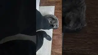 Авангард особенный котик #cat 
