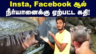 கண் முன்னே நடக்கும் மிகப் பெரிய கொடுமை🙄😳🤥 | Moo-deng - the social media sensation hippopotamus