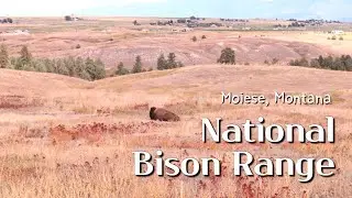 Must visit in Montana - National Bison Range, Moiese, MT