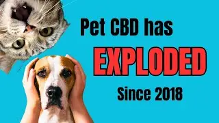 Is Your Pet's CBD Safe? The THC Risk You're Missing