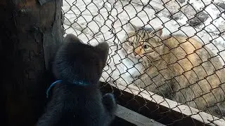Sable VS Cat