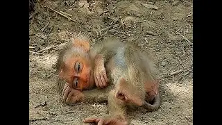 The little monkey was paralyzed and had difficulty walking, so he fell to the ground.