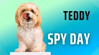 Teddy&rsquo;s Spa Day! 🐶 | Cute Dog Bath & Haircut at Salon | Pom & Bros Daily Dairy.
