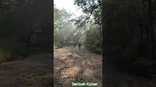 #shortvideo #tiger #liveforest #nature #tigermonitoring #forestwalk