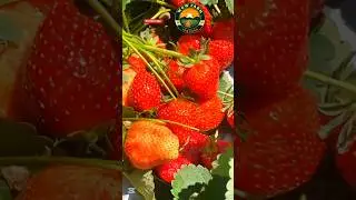 strawberry farming #strawberryfarming #ytshots #amazing #farming