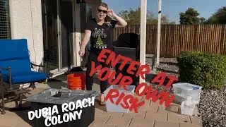 How to Sort a Dubia Roach Colony | Crickets vs Dubia Roach - Why I feed my Crested Geckos Roaches