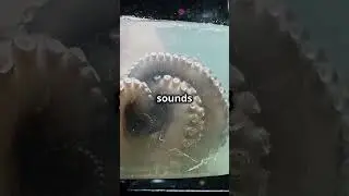 Sea Monsters Gone Wild: Hilarious Myths #shorts  #facts #funfacts #fish #sea