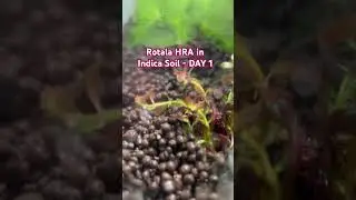 Rotala HRA Grows INSANELY Fast in 10 Days, SECRET to SUPER Growth in Indica Aquarium Soil!