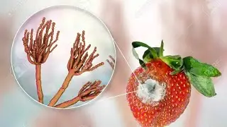 Food Spoilage: Understanding the Causes and Prevention Methods (2 Minutes)