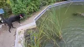 11-1-25 GETTING THE POND/POOL READY FOR WINTER. 