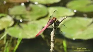 Dragonfly (Orthemis cf discolor) Brazil by Antonio Silveira.