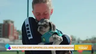 The tie between abusing animals and violence against humans