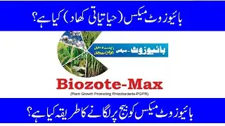 How to apply Biozote Max (alive becteria) on seeds | Wheat Crop | New formula for plant growth