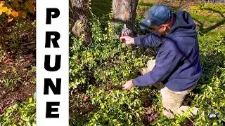 HOW TO PRUNE GROUNDCOVERS - TOO MUCH MULCH! - LANDSCAPING ESSENTIAL TOOLS