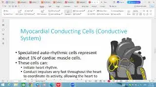 Cardiac Action Potential 