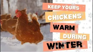 How to Keeping Chickens Warm and Healthy in the Winter