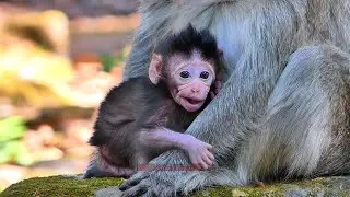 Newborn Monkey Girl Elma With Her Loving Mother Elsa | BBC Natural Animals