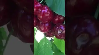 U-Pick Cherries 🍒|Root Orchards