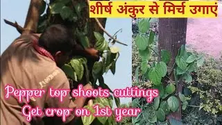 Pepper top shoots planting , Top shoots cuttings for pepper plants  , Top shoots planting , Bush