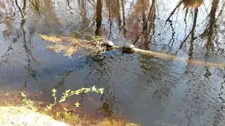 Lake Drummond & Great Dismal Swamp