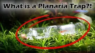 What is a Planaria Trap?