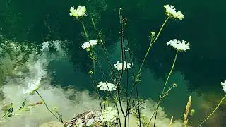 Hey dol merry dol - Tom Bombadil's song (Audio) - LOTR Music Series (VII) - Poliana Raisa