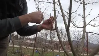 Whip and Tongue Grafting on Cornus Mas (Cornelian Cherry) Trees during February (P1)