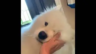 Do smile & cuddle samoyed #samoyed #01