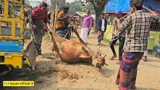 Cow unloading,😅 cow videos, big cow video, biggest cow video, Bangladeshi cow video, EP-86